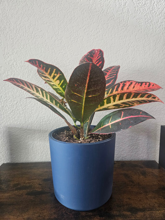 Smooth Wall Planter with Hidden Drip Tray