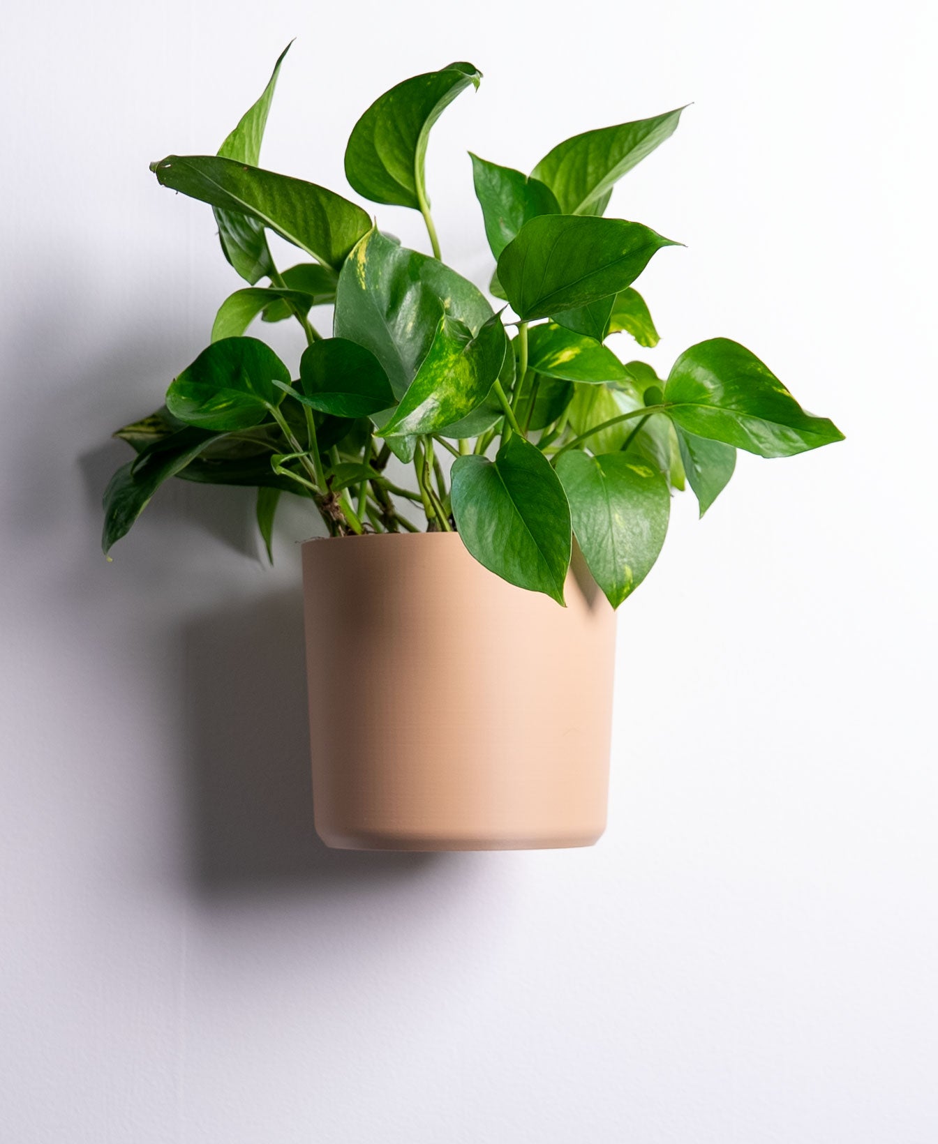 Smooth Wall Planter with Hidden Drip Tray