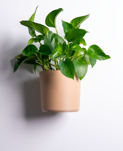 Smooth Wall Planter with Hidden Drip Tray